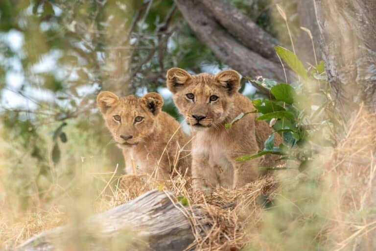 Stunning lions at Kiri Camp.