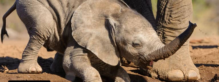 Baby elephant as seen from Mashatu Hide
