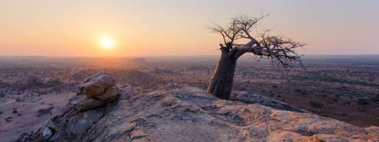Baobabs are a frequent sight in Mashatu