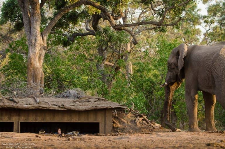 An elephant inspects the hide at Mashatu