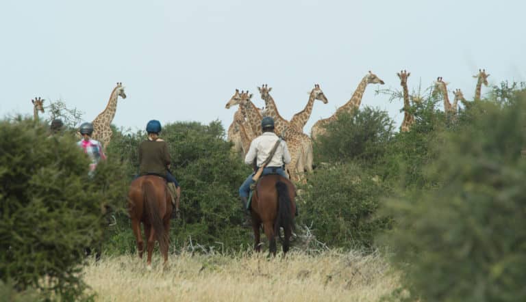 Giraffes gaze on to riders from Mashatu Tented Camp