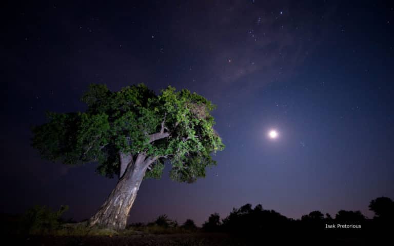 Clear night skies at Mashatu Tented Cam