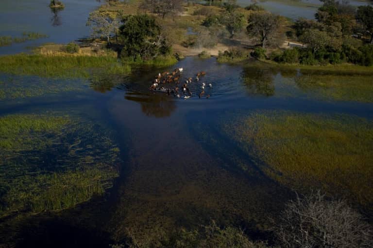 Okavango Horse Safari aerial image of horses