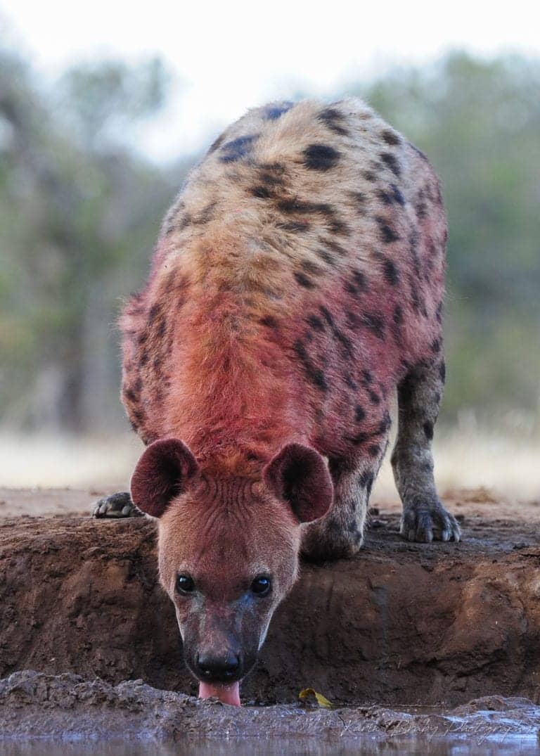 A hyena drinks from the waterhole near the photo hide at Mashatu