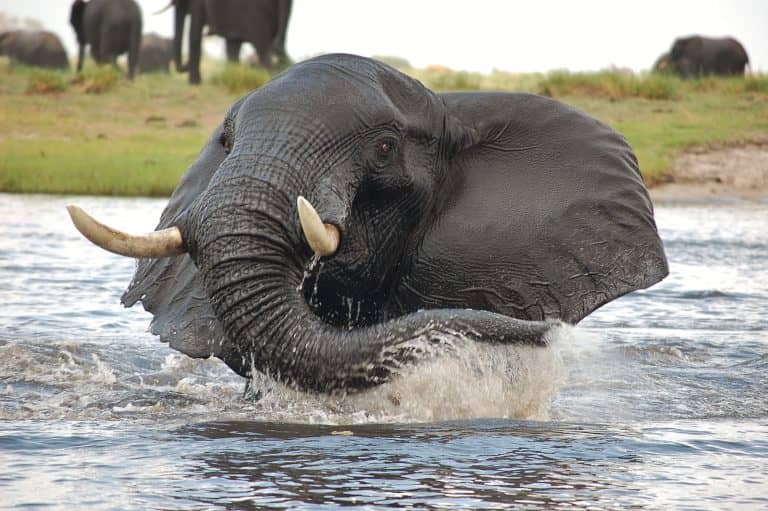 Close encounter with bathing elephant on boat excursion at Muchenje