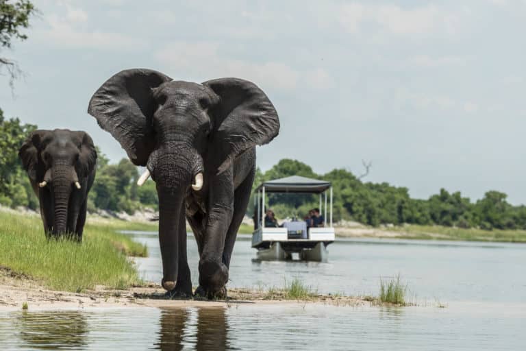 Elephant encounter on Muchenje's boat