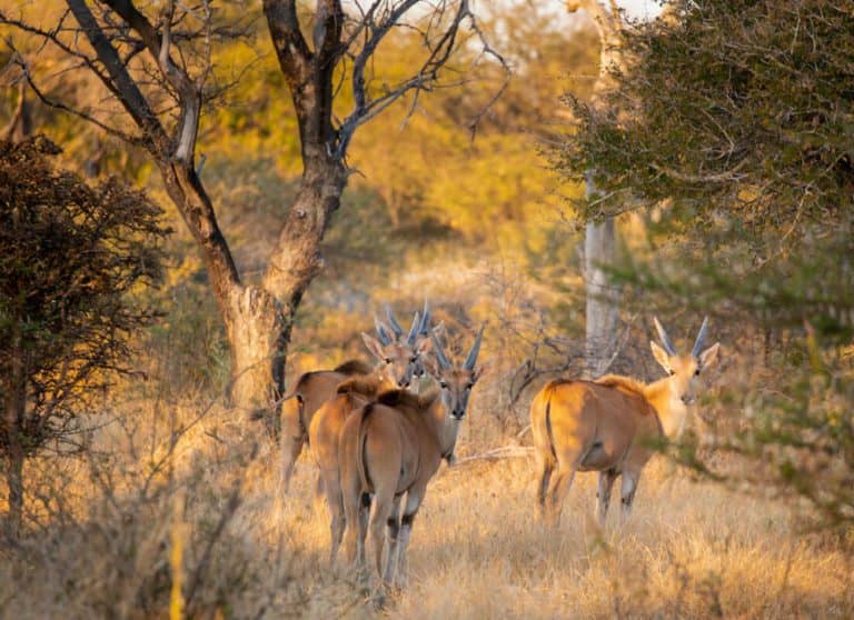 A herd of Eland on the private reserve