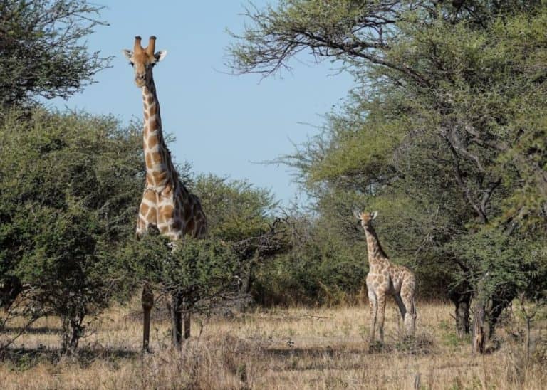 Thamo Telele the baby giraffe
