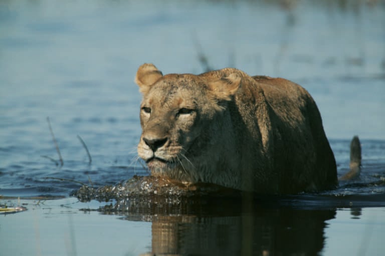 Duba lioness crosses a water channel in the Delta
