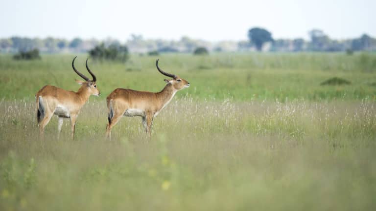 Red Lechwe as seen on safari with Beagle Expeditions