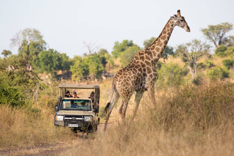 Ngoma game drive giraffe sighting