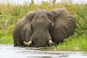 Okavango Delta ranks in Lonely Planet's ultimate travel destinations