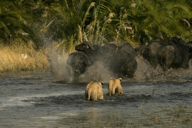 Duba is famous for buffalo and lion confrontations in the Okavango Delta