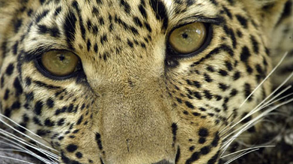 Eye of the Leopard
