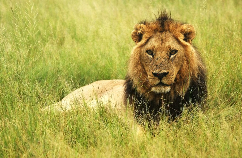 Lion in the green grass of the Okavango Delta