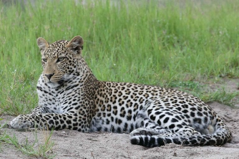 Leopard seen on a game drive in the mababe region