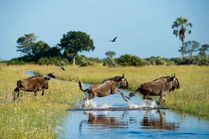 The Okavango Delta is beautiful in the low season