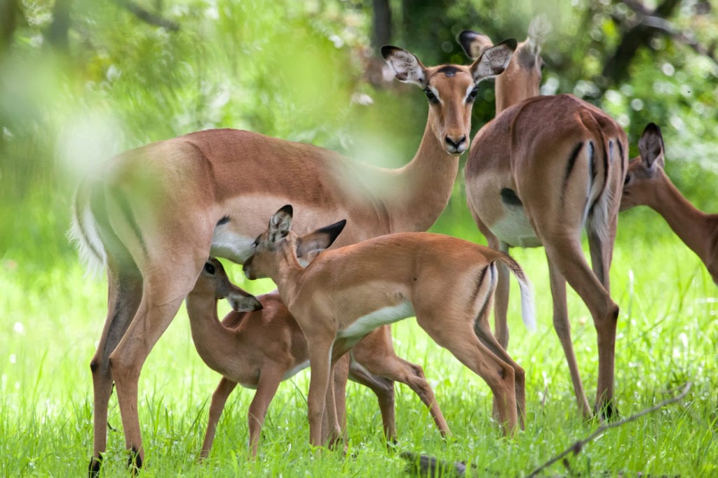 Low season is when many of the baby antelope are born