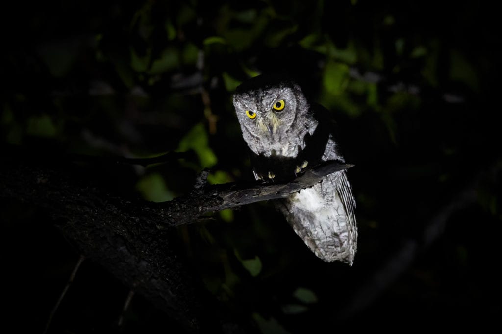 A Scops owl (Otus senegalensis) at night in in the Okavango delta