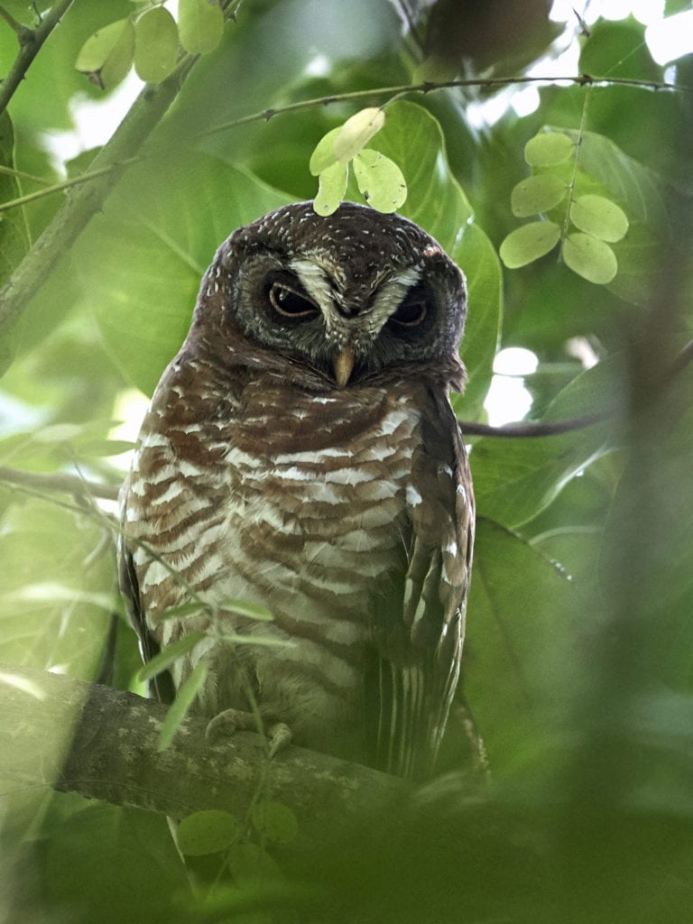 The African Wood Owl (Strix woodfordii) in Botswana 