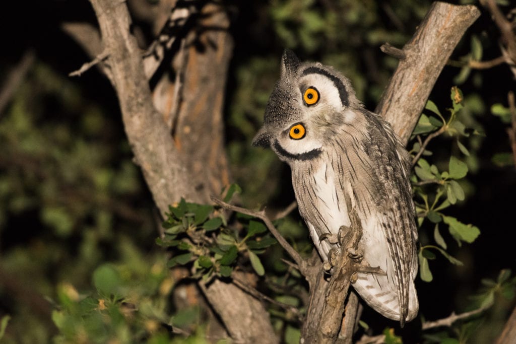 Southern White Faced Owl (Ptilopsus granti)