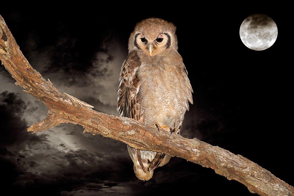 Giant Eagle Owl or Verreaux’s Eagle-Owl (Bubo lacteus)