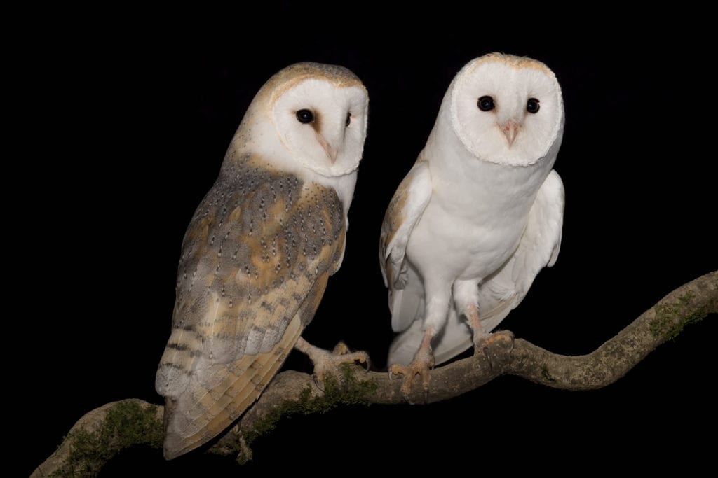 Western Barn Owl (Tyto alba) in Botswana