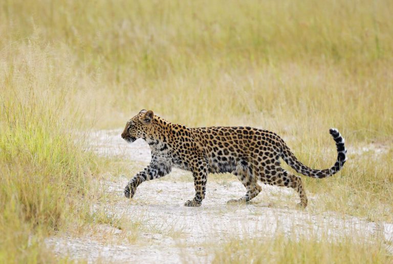 A leopard cub near Dukes, in the northern Okavango