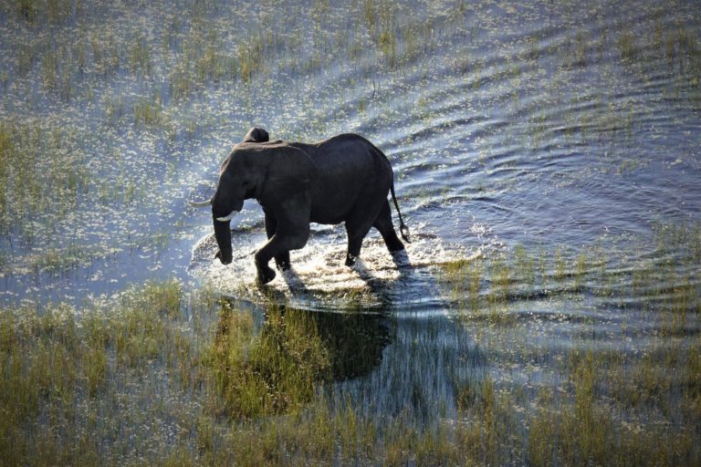 Elephant crosses the floodplains near Kala Camp in the northern Okavango.