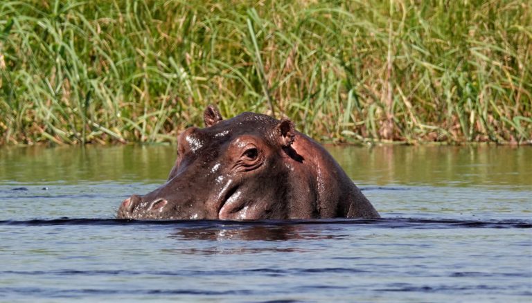 Hippo are frequently seen in the deep water around Kala Camp