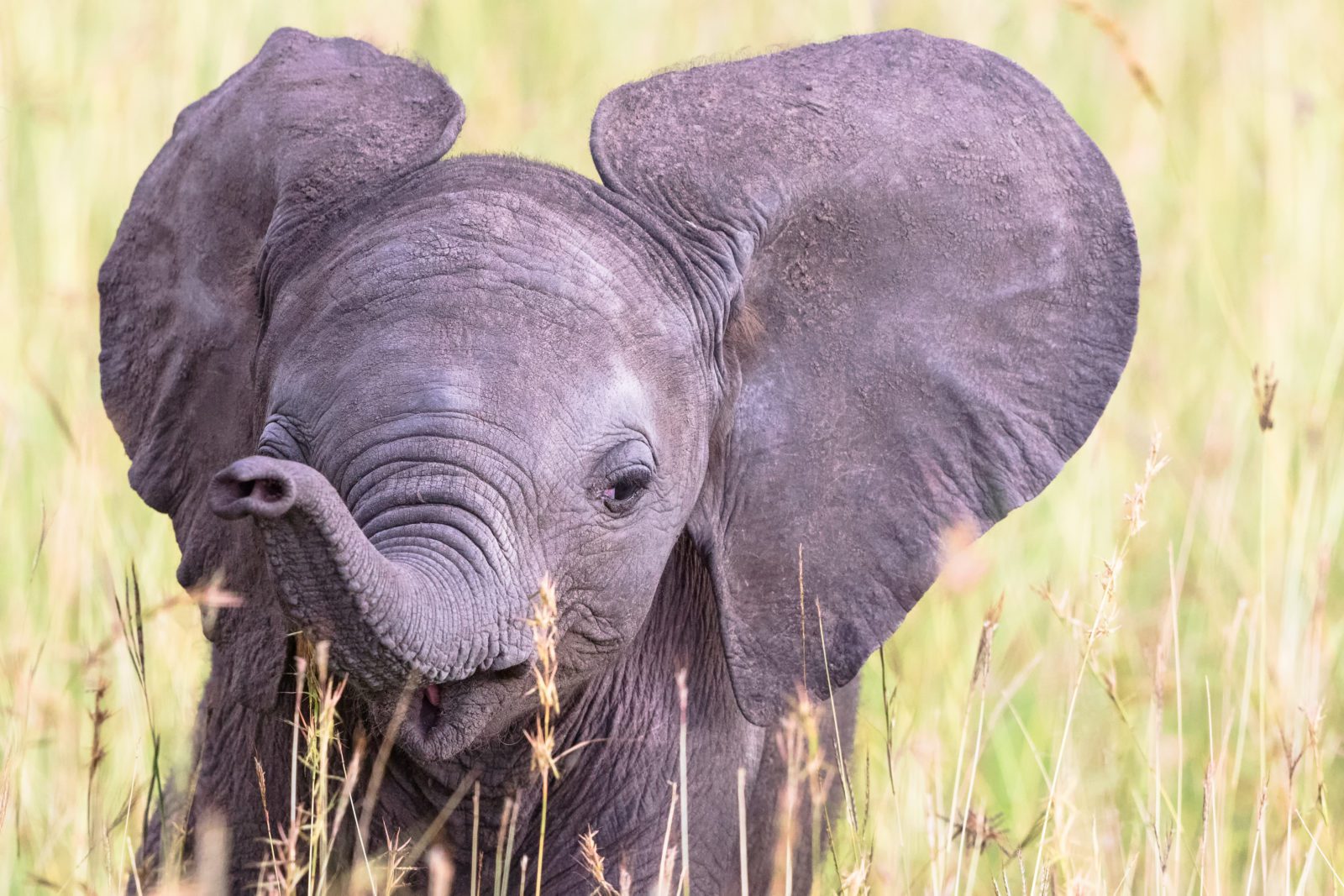 Okavango Delta elephant