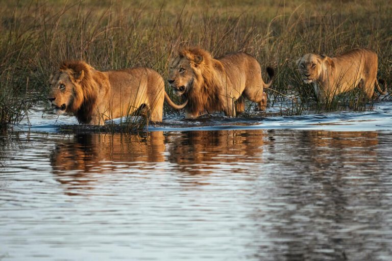 Lions wading through the waters around North Island Okavango camp