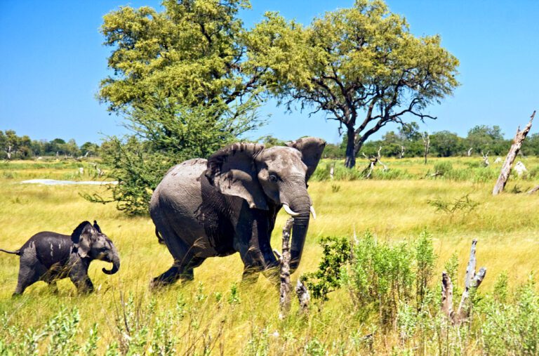 Elephants are found in large numbers on the Kwara Reserve