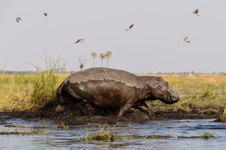 Hippos live in the rich waters around 4 Rivers on the Kwara Reserve