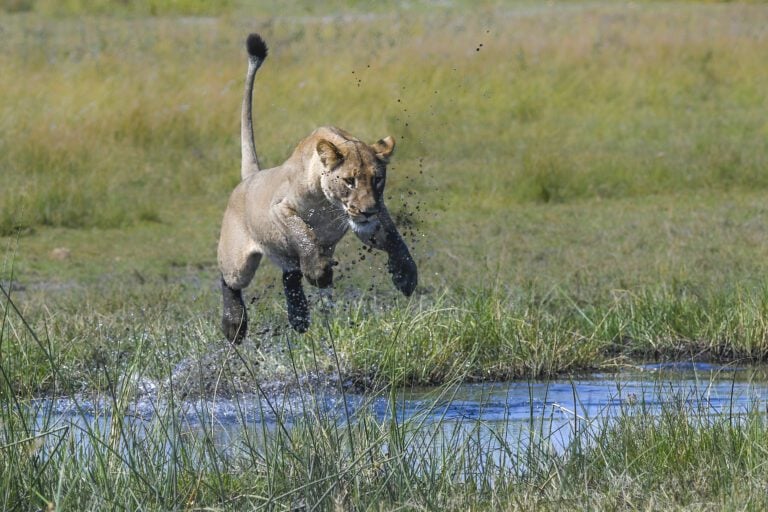 Lioness leaping over the water at 4 Rivers