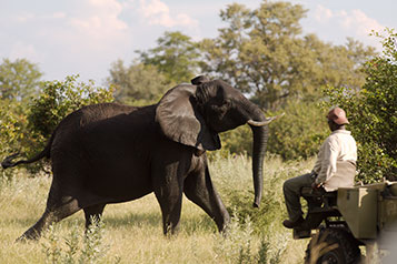 A tracker watches an elephant on a game drive on the Kwara Reserve