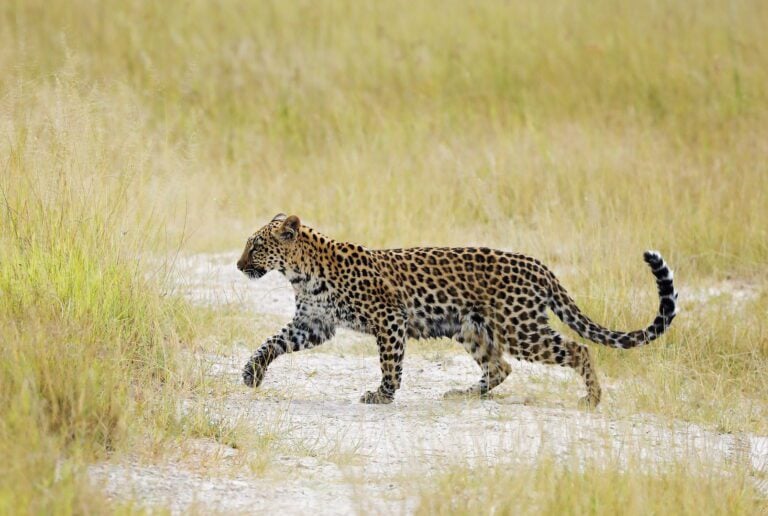 Leopard are frequently seen in the area around Duke's East Camp
