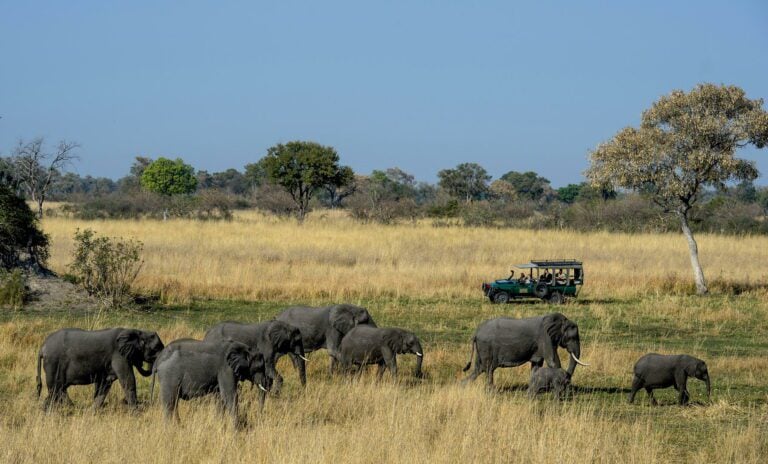 Elephant herds cross the area surrounding Duke's East camp in the Okavango delta