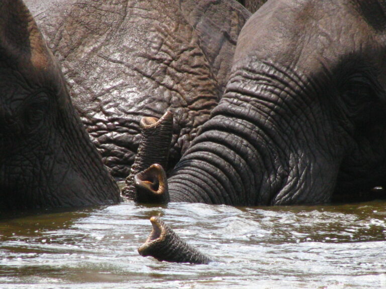 Elephants in the Okavango while on a Roger Dugmore Safari