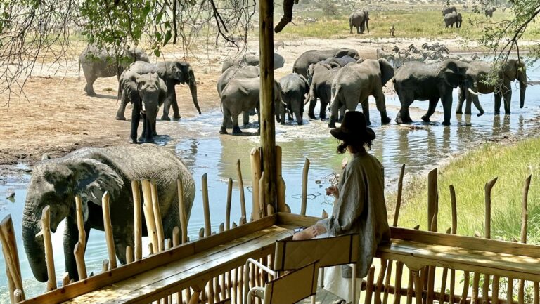 Watching the elephants drink from Moela Safari Lodge